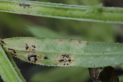 Puccinia difformis