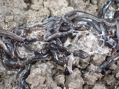 Endeavouria septemlineata