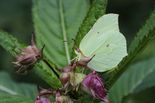 Common brimstone