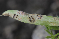 Puccinia difformis