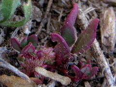 Tetragonia microptera