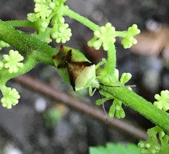 Elasmostethus atricornis