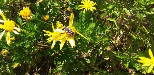 Leafcutter, Mortar, and Resin Bees
