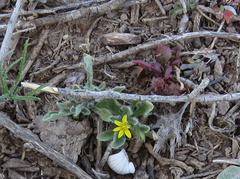 Tetragonia microptera