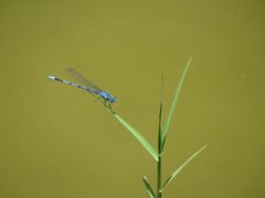 Enallagma semicirculare