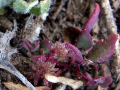 Tetragonia microptera