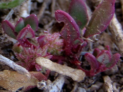Tetragonia microptera