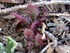 Tetragonia microptera