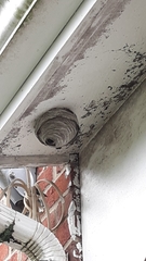 Dolichovespula maculata