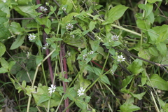 Microbotryum stellariae