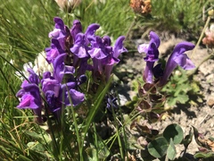 Scutellaria alpina