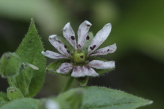 Microbotryum stellariae