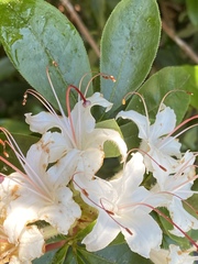Rhododendron arborescens
