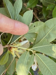 Rhododendron arborescens