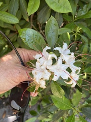 Rhododendron arborescens
