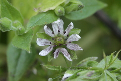 Microbotryum stellariae