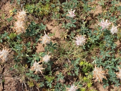 Trifolium macrocephalum