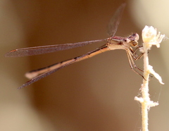Lestes alacer