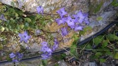 Campanula fragilis