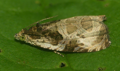 Olethreutes connectum