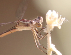 Lestes alacer