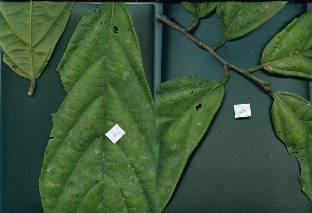 Quararibea platyphylla