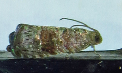 Grapholita packardi