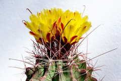Hamatocactus