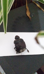 Dichotomius colonicus