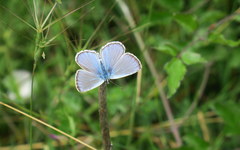Polyommatus escheri