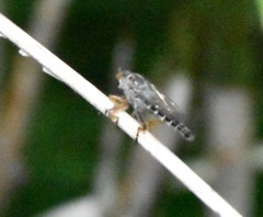 Neoitamus flavofemoratus