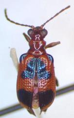 Neolema dorsalis