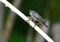 Neoitamus flavofemoratus