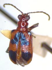 Neolema dorsalis