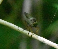 Neoitamus flavofemoratus