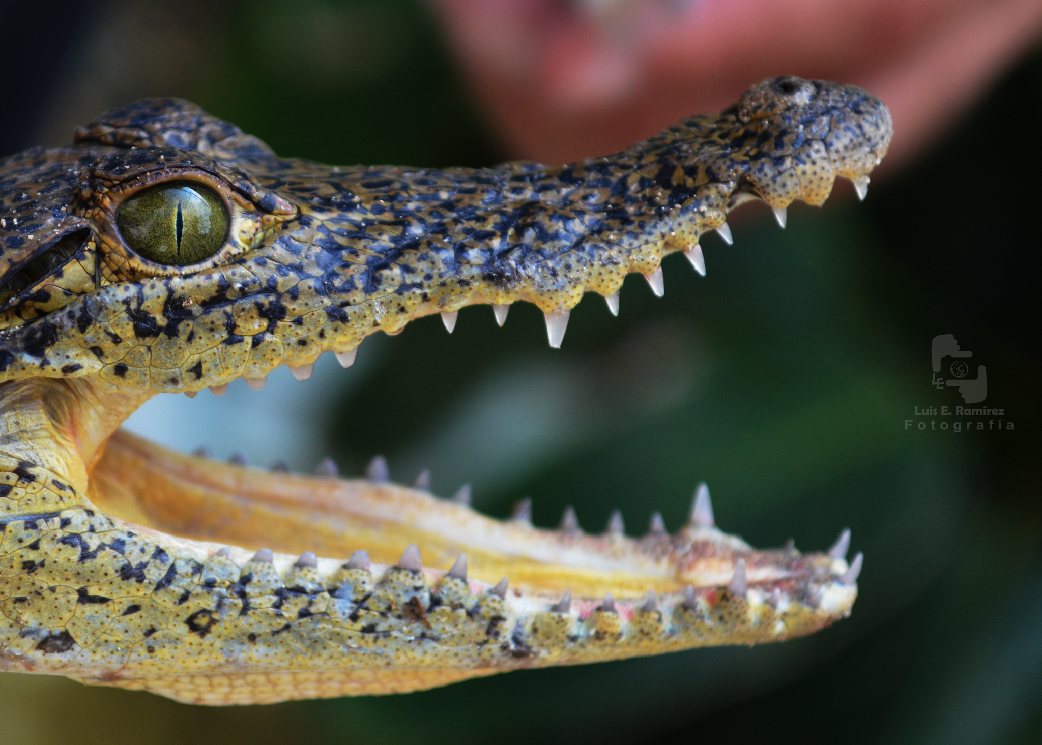 Cocodrilo de Pantano (Crocodylus moreletii) · NaturaLista Colombia