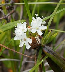 Rhododendron hypoleucum