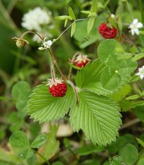 Fragaria nipponica