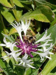 Bombus centralis