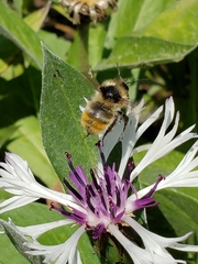 Bombus centralis
