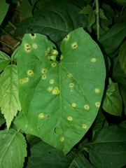 Puccinia convolvuli