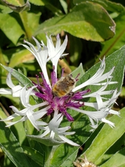 Bombus centralis
