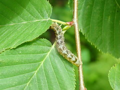 Orthosia rubescens