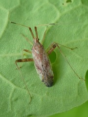 Phytocoris lasiomerus