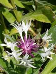 Bombus centralis
