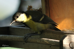 Parus major