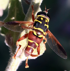 Meromacrus gloriosus