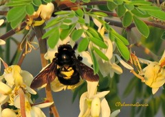 Xylocopa