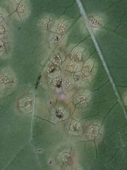 Puccinia convolvuli