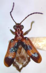 Neolema dorsalis